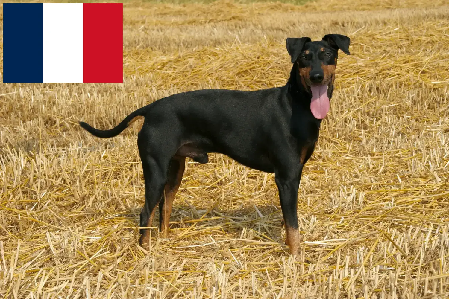 Read more about the article Manchester terrier tenyésztők és kölykök Franciaországban