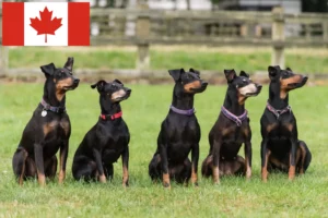 Read more about the article Manchester Terrier tenyésztők és kölykök Kanadában