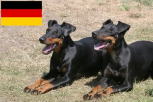 Read more about the article Manchester terrier tenyésztők és kölykök Németországban