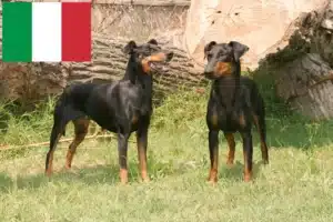 Read more about the article Manchester terrier tenyésztők és kölykök Olaszországban