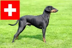 Read more about the article Manchester terrier tenyésztők és kölykök Svájcban