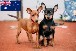 Read more about the article Miniature Pinscher tenyésztők és kölykök Ausztráliában