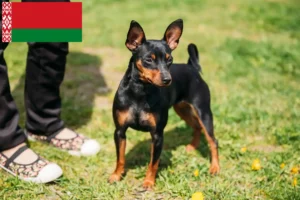 Read more about the article Miniatűr pinscher tenyésztők és kiskutyák Fehéroroszországban