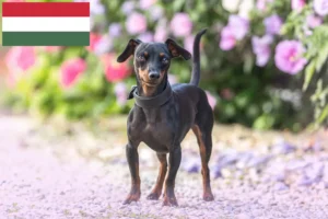 Read more about the article Miniatűr pinscher tenyésztők és kiskutyák Magyarországon