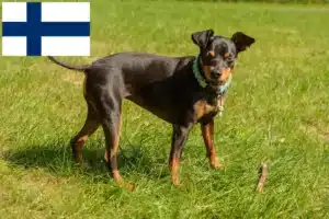 Read more about the article Miniatűr pinscher tenyésztők és kiskutyák Finnországban