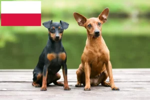 Read more about the article Miniatűr pinscher tenyésztők és kiskutyák Lengyelországban