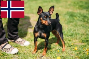 Read more about the article Miniatűr pinscher tenyésztők és kiskutyák Norvégiában