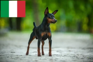 Read more about the article Miniatűr pinscher tenyésztők és kölykök Olaszországban