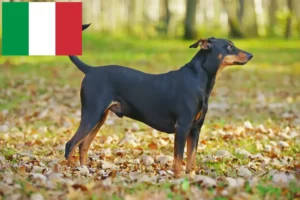 Read more about the article Német pinscher tenyésztő és kölykök Olaszországban