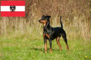 Read more about the article Német pinscher tenyésztők és kölykök Ausztriában