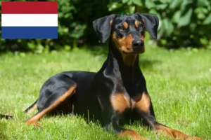 Read more about the article Német Pinscher tenyésztők és kölykök Hollandiában