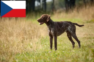 Read more about the article Német rövidszőrű tenyésztők és kiskutyák Csehországban