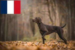 Read more about the article Német rövidszőrű tenyésztők és kiskutyák Franciaországban