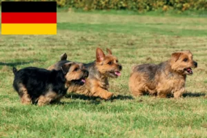Read more about the article Norfolk terrier tenyésztők és kölykök Németországban