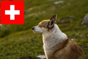 Read more about the article Norvég Lundehund tenyésztők és kölykök Svájcban