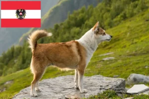 Read more about the article Norvég Lundehund tenyésztők és kölykök Ausztriában