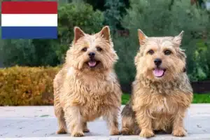 Read more about the article Norwich Terrier tenyésztők és kölykök Hollandiában