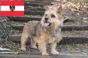 Read more about the article Norwich Terrier tenyésztők és kölykök Ausztriában