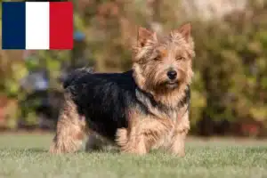 Read more about the article Norwich terrier tenyésztők és kölykök Franciaországban