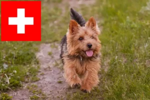 Read more about the article Norwich Terrier tenyésztők és kölykök Svájcban