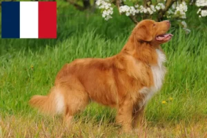 Read more about the article Nova Scotia Duck Tolling Retriever tenyésztők és kölykök Franciaországban