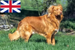 Read more about the article Nova Scotia Duck Tolling Retriever tenyésztők és kölykök az Egyesült Királyságban