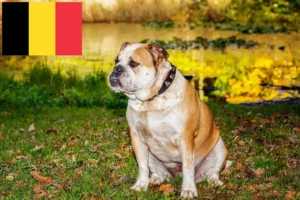 Read more about the article Olde English Bulldog tenyésztők és kölykök Belgiumban