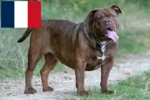 Read more about the article Olde English Bulldog tenyésztők és kölykök Franciaországban