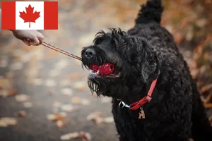 Read more about the article Orosz fekete terrier tenyésztő és kölykök Kanadában