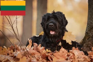 Read more about the article Orosz fekete terrier tenyésztő és kiskutyák Litvániában
