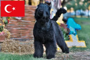 Read more about the article Orosz fekete terrier tenyésztő és kölykök Törökországban