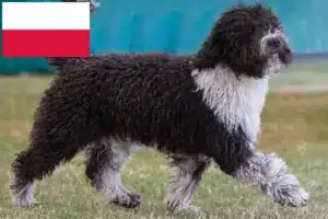 Read more about the article Perro de Agua Español tenyésztők és kiskutyák Lengyelországban