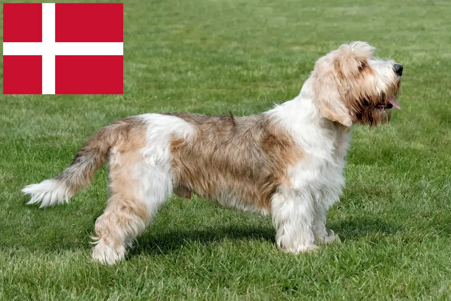 Read more about the article Petit Basset Griffon Vendéen tenyésztők és kiskutyák Dánia területén