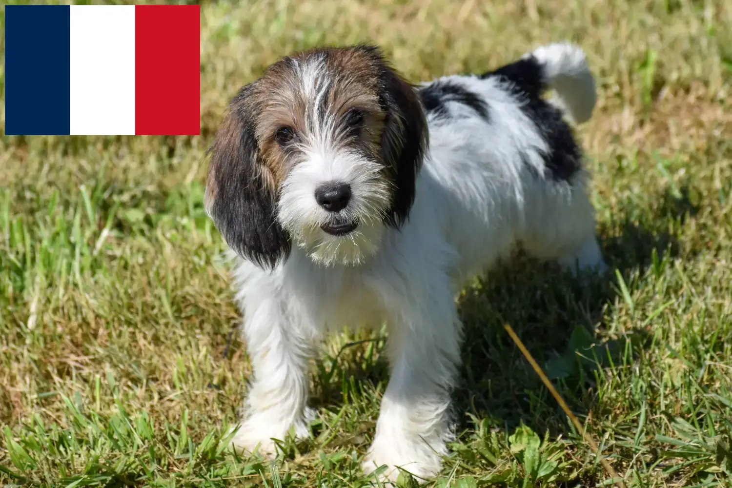 Read more about the article Petit Basset Griffon Vendéen tenyésztők és kiskutyák Franciaországban