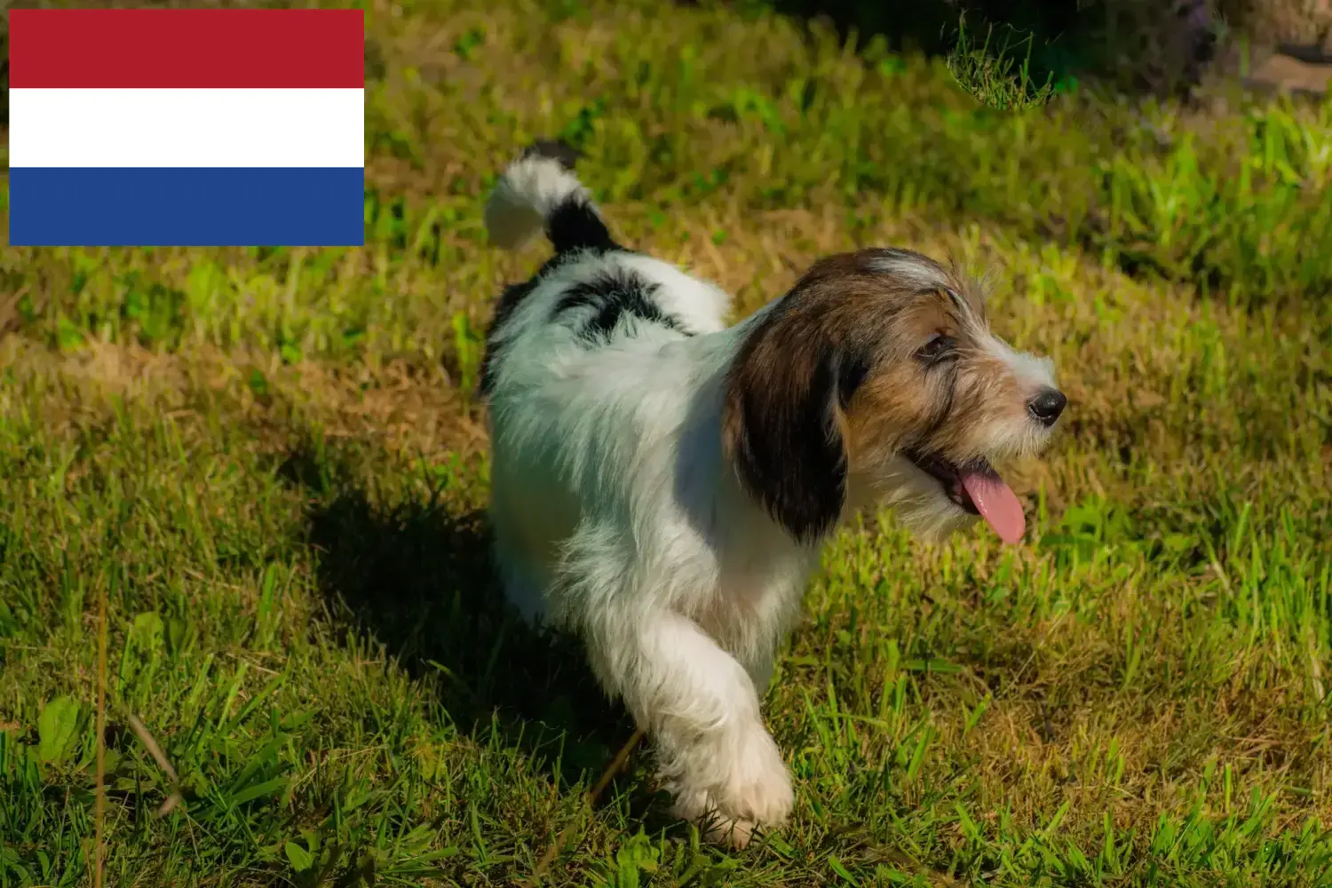 Read more about the article Petit Basset Griffon Vendéen tenyésztők és kiskutyák Hollandia területén