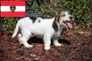 Read more about the article Petit Basset Griffon Vendéen tenyésztők és kiskutyák Ausztriában