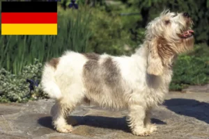 Read more about the article Petit Basset Griffon Vendéen tenyésztők és kiskutyák Németországban