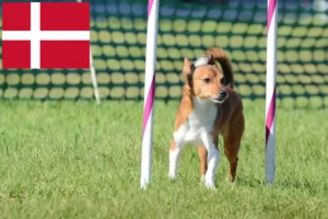 Read more about the article Podenco tenyésztők és kiskutyák Dániában