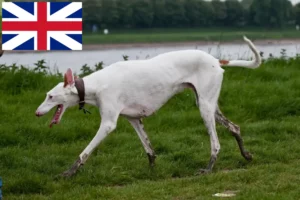 Read more about the article Podenco tenyésztők és kiskutyák Nagy-Britanniában