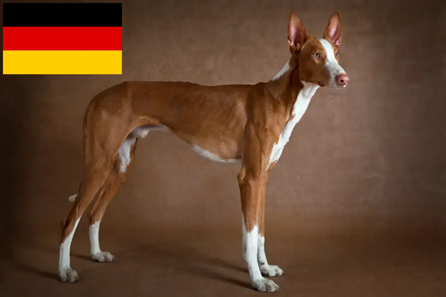 Read more about the article Podenco tenyésztők és kiskutyák Németországban