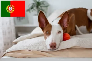 Read more about the article Podenco tenyésztők és kiskutyák Portugáliában