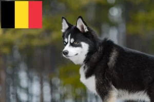 Read more about the article Pomsky tenyésztők és kölykök Belgiumban