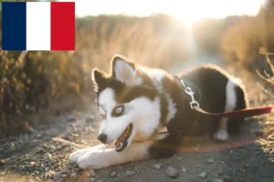 Read more about the article Pomsky tenyésztők és kölykök Franciaországban