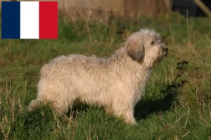 Read more about the article PON tenyésztők és kiskutyák Franciaországban