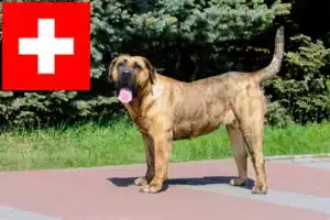 Read more about the article Presa Canario tenyésztők és kölykök Svájcban