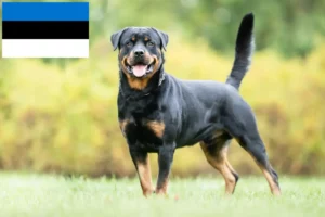 Read more about the article Rottweiler tenyésztők és kölykök Észtországban