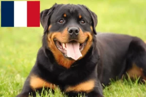 Read more about the article Rottweiler tenyésztők és kölykök Franciaországban