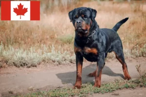 Read more about the article Rottweiler tenyésztők és kölykök Kanadában