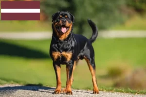 Read more about the article Rottweiler tenyésztők és kölykök Lettországban