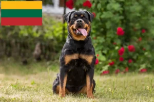 Read more about the article Rottweiler tenyésztők és kiskutyák Litvániában